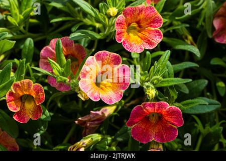 Diverse petunioni gialle e arancioni venate fioriscono Foto Stock