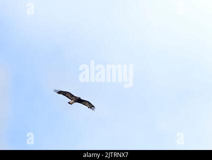 Un'aquila dorata (Aquila Chrysaetos) che si alza in alto contro un cielo blu, l'Isola di Mull, Scozia Foto Stock