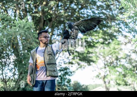 Uomo di formazione falco Parabuteo unicinctus. Foto Stock