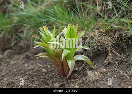 Sparo di un fiore imperiale corona (Fritillaria imperialis). Foto Stock