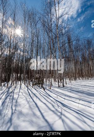 Il sole crea una stella attraverso un boschetto di Birch lungo l'autostrada 42 a Door County, Wisconsin Foto Stock
