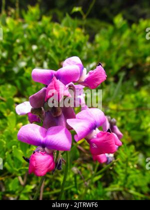 Primo piano dei fiori rosa e viola di un pisello dolce del capo, Dipogon Lignosus, che cresce selvaggio lungo la costa di Tsitsikamma in Sudafrica Foto Stock