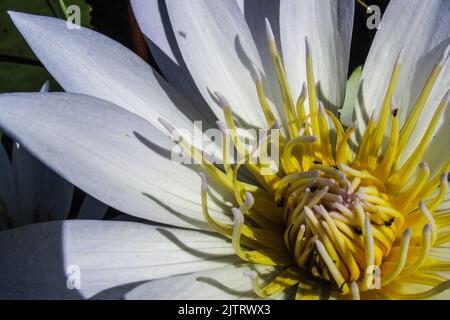 Primo piano dei setti gialli luminosi di un giglio bianco dell'acqua del capo. Si tratta di un ninfee indigeno, diffuso in Sudafrica Foto Stock