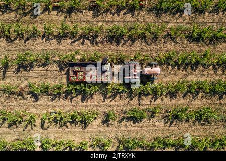 Foto con vista drone di un trattore in un campo vigneto Foto Stock