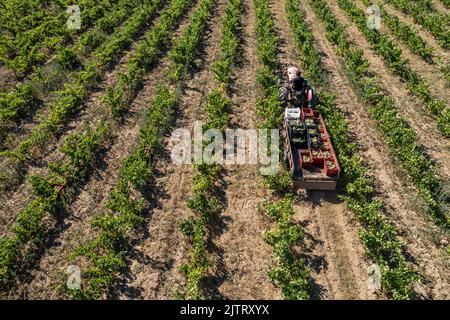 Foto con vista drone di un trattore in un campo vigneto Foto Stock