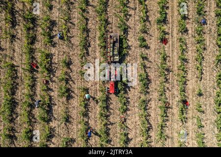 Foto con drone di un trattore in un campo vigneto con persone che lavorano Foto Stock