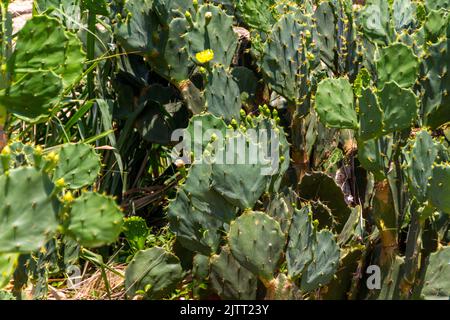 cactus con fiore giallo su una spiaggia di Rio de Janeiro Brasile. Foto Stock