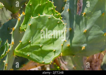 cactus con fiore giallo su una spiaggia di Rio de Janeiro Brasile. Foto Stock