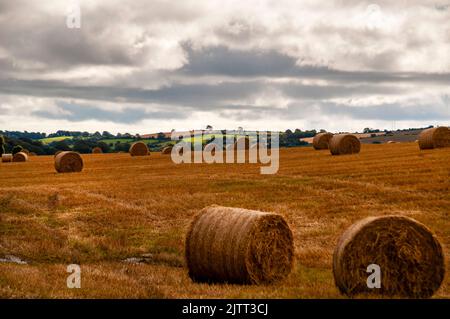 Colline e campi bucolici dell'isola d'Irlanda. Foto Stock