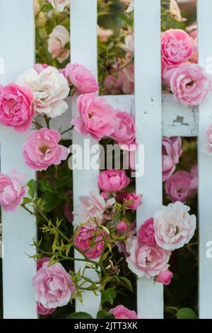 Rosa rose visto attraverso un recinto picket bianco Foto Stock