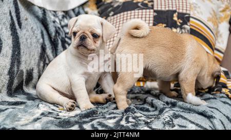 Cucciolo di pug carino seduto sul divano. Foto Stock