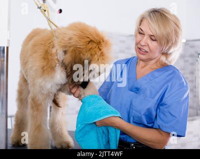 donna matura parrucchiera panni cucciolo di cane afghano in parrucchiere per cani Foto Stock