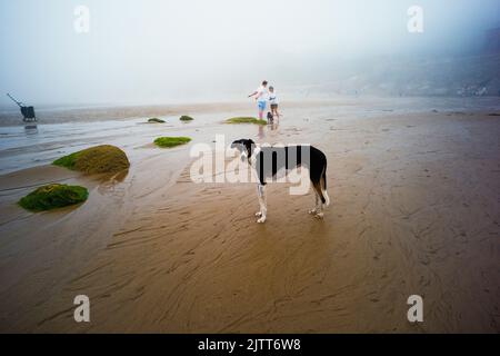 Cane di salvataggio Greyhound in una giornata d'estate nebbiosa a Cayton Bay, North Yorkshire Foto Stock