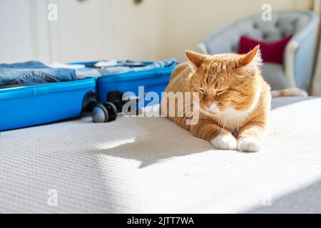 Bagagli in valigia, gatto sdraiato sul letto Foto Stock