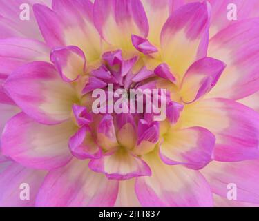 Rosa e giallo tenue Dahlia Flower Extreme primo piano Foto Stock