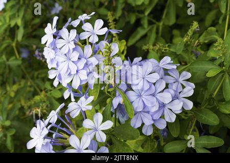 Particolare dei fiori di pianta plumbago blu, Plumbago auriculata; Plumbaginaceae Foto Stock