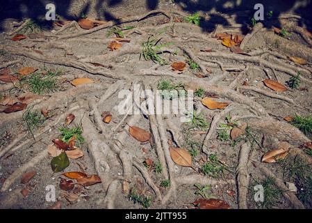 magnolia caduto lascia su terra asciutta fra le radici di un albero. Foto Stock