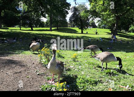 Lister Park, il parco più grande di Bradford e nella zona di Manningham, nel West Yorkshire, Regno Unito Foto Stock