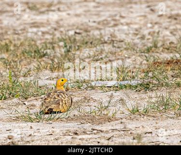 Una massa di sabbia di castagno in campo che riposa su un terreno Foto Stock