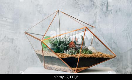 florarium diy regalo naturale consegna succulente Foto Stock