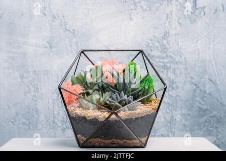florarium diy consegna regalo vaso piante colorate Foto Stock
