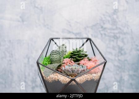 florarium diy arredamento interno naturale succulenti Foto Stock