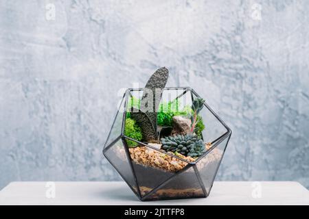 florarium diy arredamento interno naturale succulenti Foto Stock