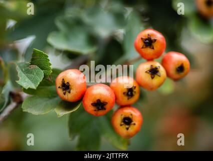 Frutti immaturi su un albero Crataegus in estate. Crataegus biancospino, biancospino, ananas, albero di maggio, biancospino, frutti di bosco maturi rossi sul ramo wit Foto Stock