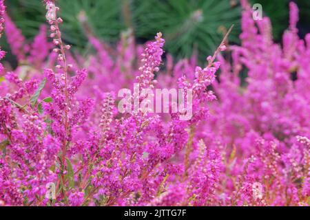 Calluna vulgaris fiorisce. Porpora rosa comune erica. Paesaggio pianta erica. Natura sfondo floreale. Foto Stock