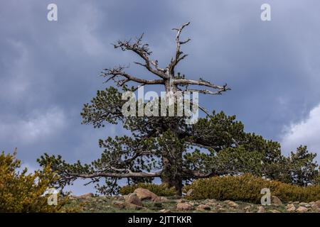 Pino nero antico, Pinus nigra ssp nigra alta sui Monti Pindos, Grecia. Foto Stock