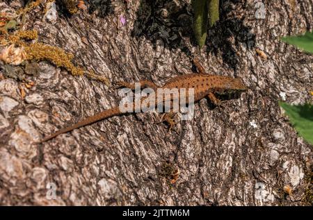 La lucertola dalmata Algyroides, Algyroides nigropunctatus che si basa sul tronco dell'albero. Grecia nord-occidentale. Foto Stock