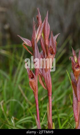 Una lingua orchidea, Serapias bergonii in prateria nel nord della Grecia. Foto Stock