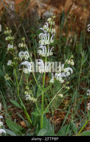 Salvia argentea, Salvia argentea in fiore su banca calcarea, Grecia. Foto Stock