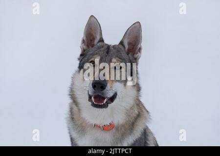 Ritratto del cucciolo cecoslovacco wolfdog è seduto su una neve bianca nel parco invernale. Animali domestici. Cane purebred. Foto Stock