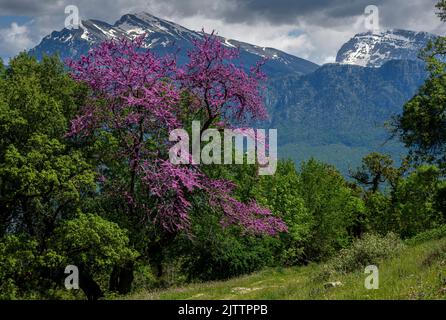 Un grande vecchio albero di Giuda, Cercis siliquastrum, in fiore sul bordo della radura, Pindos Montagne, Grecia. Foto Stock