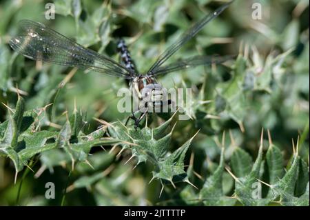 Libellula comune falco o Aeshna juncea nel suo habitat naturale Foto Stock