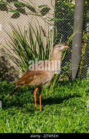 Seriema, uccello tipico dei cerrados brasiliani all'aperto Foto Stock
