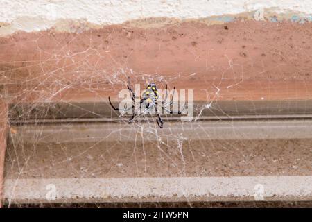 ragno nero e giallo in un ragnatela a rio de janeiro. Foto Stock