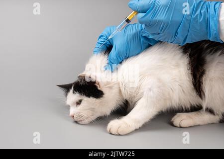mano del medico veterinario che dà un gatto un'iniezione con una siringa. Foto Stock