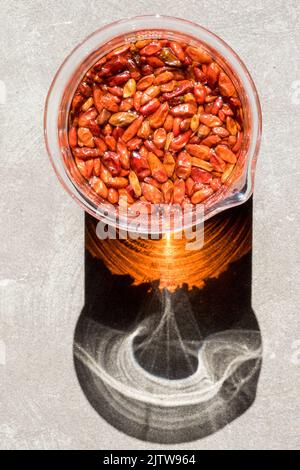 Peperoncino africano a forma di uccello, piri piri pepe che si infonde in alcol ad alta resistenza per ottenere una tintura Foto Stock