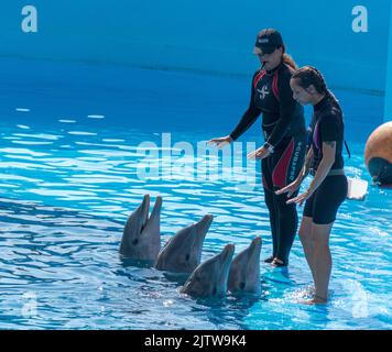 Cubani, allenatori che lavorano con i delfini. Insegnando loro trucchi per esibirsi all'Acquario Nazionale di Cuba. Foto Stock