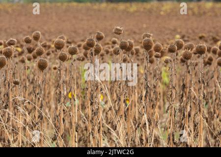 Girasoli marroni pronti per il raccolto nella bassa Dordogna, Francia sud-occidentale Foto Stock