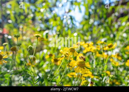 Un'ape di miele su un fiore di sneezeweed in un giardino di pioggia nel nord della Virginia Arlington S.U.A. Foto Stock