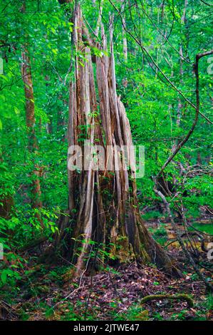 Il Congaree National Park, nel South Carolina, è la più grande area contigua di boschi di fondo degli Stati Uniti Foto Stock