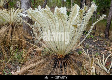 Primo piano di cicadi singole che crescono nel Litchfield National Park Foto Stock