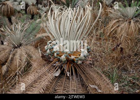 I cicadi che crescono nel Parco Nazionale di Litchfield si avvicinano alle sementi Foto Stock