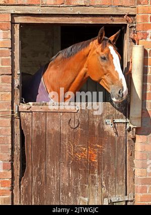 Cavallo che guarda fuori dalla stalla a Lymm Rd, Thelwall, Warrington, Cheshire, Inghilterra, REGNO UNITO, WA4 2TG Foto Stock