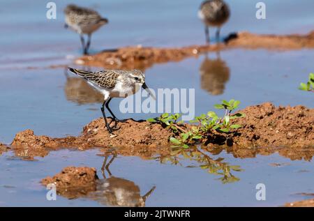 Un Sandpiper occidentale che si erge su un cumulo di fango con vegetazione verde mentre si foraggio in Arizona durante la stagione di migrazione. Foto Stock