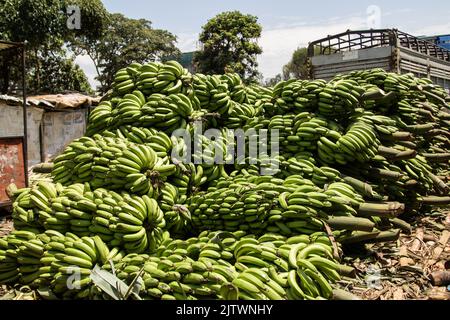 Nakuru, Kenya. 01st Set, 2022. Una vista sulle banane verdi in un mercato di prodotti freschi nella città di Nakuru. L'inflazione del Kenya è salita al 8,5% in agosto, il mese in cui si sono tenute le elezioni generali, con l'inflazione alimentare al 15,3%. L'incremento è in crescita dal marzo 2022. Credit: SOPA Images Limited/Alamy Live News Foto Stock