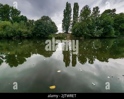 Acqua calma che scorre lentamente, in un pomeriggio mite in Inghilterra, come il tramonto si avvicina, foglie verdi in primo piano fuoco, ricco di texture, nella bella Worces Foto Stock